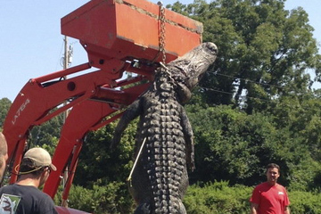 Un crocodile g&eacute;ant p&ecirc;ch&eacute; dans le Mississippi aux Etats-Unis