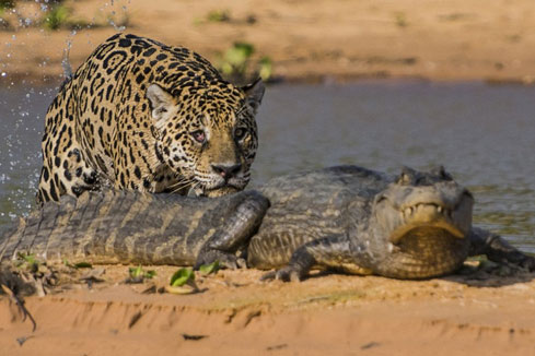 Un crocodile attaqu&eacute; par un l&eacute;opard