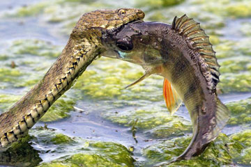 Un serpent s'attaque &agrave; un poisson