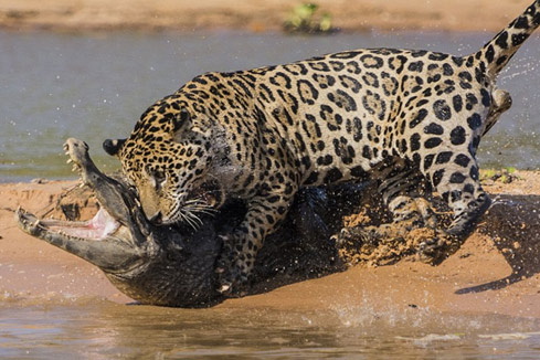 Photos : un l&eacute;opard attaque et tue un crocodile