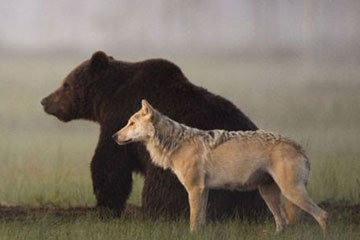 Photos - l'amiti&eacute; insolite entre un ours et une louve