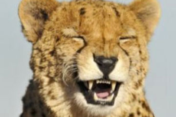 Photos: de beaux sourires des animaux
