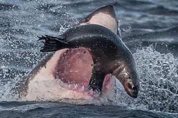 Un petit phoque &eacute;chappe &agrave; un requin blanc