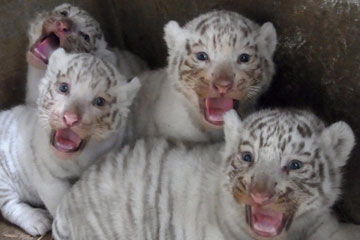 Photos d'adorables b&eacute;b&eacute;s animaux