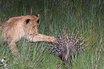 Photos - Quand des lions rencontrent un porc-&eacute;pic