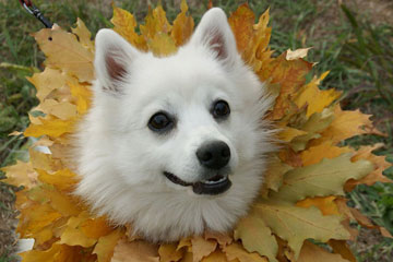 EN IMAGES: Des chiens jouissent de l'automne