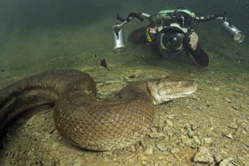 Des pythons &eacute;tonnants &agrave; travers le monde