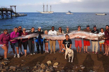 Un poisson-ruban de 5,5 m&egrave;tres retrouv&eacute; aux Etats-Unis