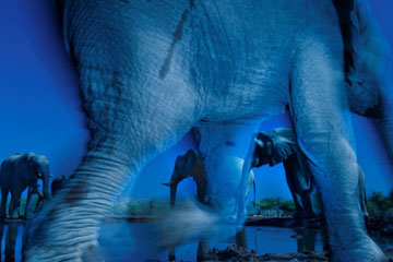 Une s&eacute;lection de photographies superbes du concours Wildlife Photographer of the Year 2013