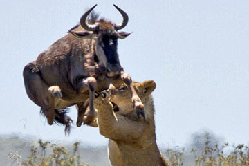 Photos - des buffles r&eacute;ussissent &agrave; s'&eacute;chapper de l'attaque d'un lion
