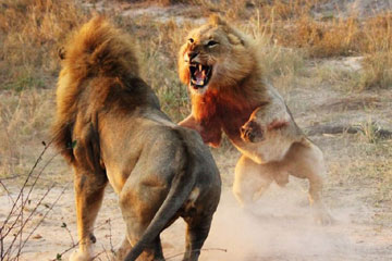 Un combat f&eacute;roce entre deux lions