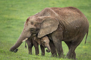 Moments tendres des familles d'animaux