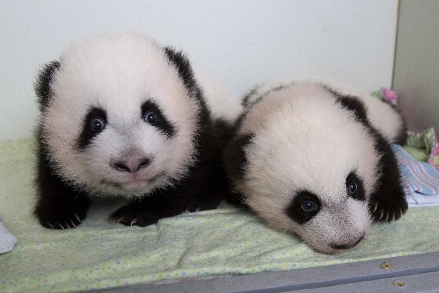 Les deux b&eacute;b&eacute;s pandas g&eacute;ants jumeaux au Zoo d'Atlanta sont nomm&eacute; Mei Lun et Mei Huan