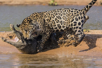 Un jaguar attaque un crocodile