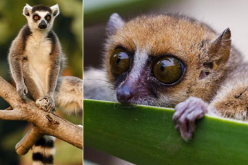 D&eacute;couvrez les l&eacute;muriens au Parc zoologique de Antananarivo