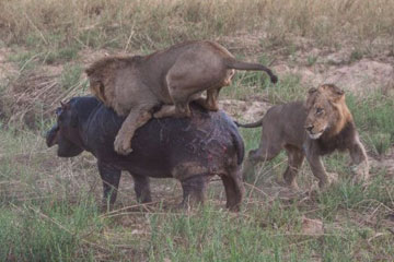 Des lions s'attaquent &agrave; un hippo