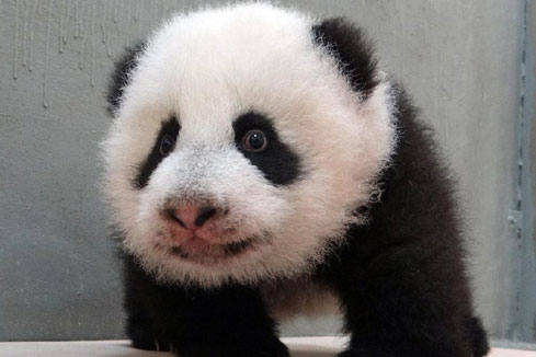 Le b&eacute;b&eacute; panda d'adorable "Yuanzai"