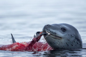 En images : un l&eacute;opard de mer traque un pingouin pour se nourrir