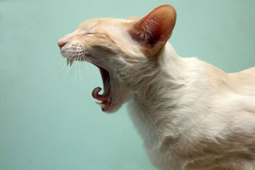 Photographies magnifiques de chats