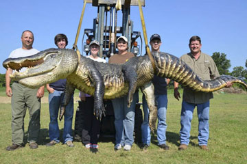 Un crocodile g&eacute;ant captur&eacute; aux Etats-Unis