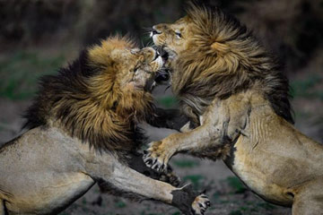 Photo: meurtre sanglant sur la prairie