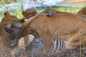 Cruel ! Des lions d&eacute;chirent un z&egrave;bre !