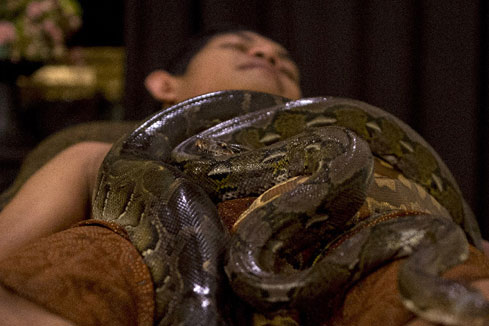Photos - Se faire masser par des serpents en Indon&eacute;sie