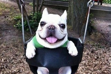 Photos hilarantes d'adorables animaux &agrave; ne pas manquer