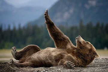 Ours paresseux sur le sable