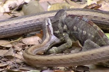 Un serpent avale un cam&eacute;l&eacute;on