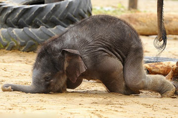 GB - Un petit &eacute;l&eacute;phant prend la b&ucirc;che