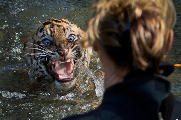 USA - Un petit tigre participe &agrave; un examen de natation