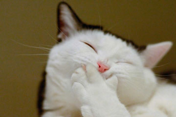 PHOTOS - Comme ils sont mignons!