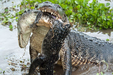 Photo - Meurtre sanglant! crocodile vs. alligator