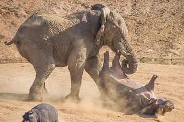 Une hippopotame attaqu&eacute;e par un &eacute;l&eacute;phant
