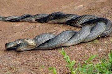 En images: l'accouplement de serpents