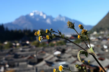 Paysages du bourg de Baisha à Lijiang