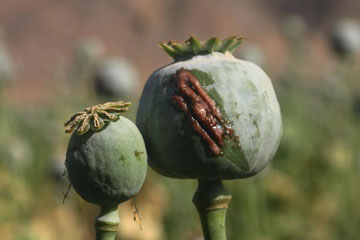 Appel urgent &agrave; l'action de l'ONU devant l'expansion de la culture de l'opium en Afghanistan