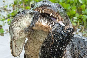 Photo - Meurtre sanglant! crocodile vs. alligator