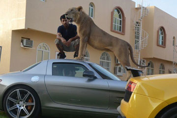 Des lions comme animaux de compagnie?