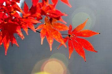 Chine: paysages pittoresques de l'automne dans le parc forestier national de Zhangjiajie