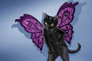 Des chats posent pour le calendrier 2014