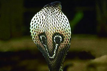PHOTOS - les serpents toxiques les plus dangereux