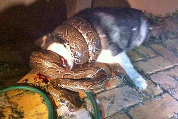 Un python &eacute;trangle un husky sib&eacute;rien