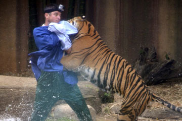 Australie: Un dompteur attaqu&eacute; par un tigre