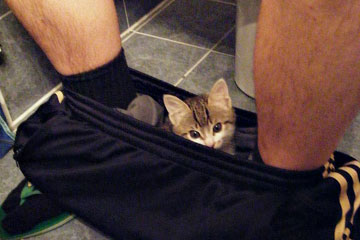 Photos de chats qui nous font rire