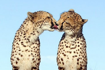 Moments tendres: doux baisers entre des animaux