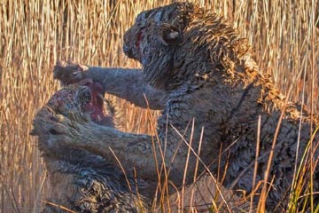 Deux tigres se battent pour un territoire