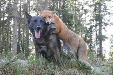 Norv&egrave;ge: l'amiti&eacute; entre un chien et un renard