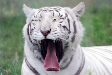 Les animaux aussi font une grimace lorsqu'ils baillent!